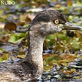 Australian Little Grebe in Frashwater Lakes ノドグロカイツブリ<br />Canon EOS 7D + EF400 F5.6
